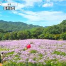 9월 21일(월) 보랏빛 향연 문경 문희농원 개미꽃축제...문경새재힐링트래킹 40,000. 조중식(찰밥) 36석리무진 이미지