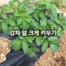 도통농약농자재마트 | 감자재배 더 크게 키우는 법 비대제 뿌리커 활용법