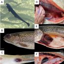 무지개송어의 Lactococcus garviae 이미지