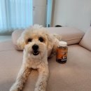 멍냥펀치 | 강아지 체중조절 간식 레디펫고 면역업 슬림코코넛 멍냥펀치 급여 후기