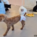 다시사랑받개 이미지