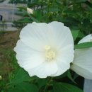 부용길1 이미지