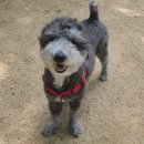 가히애견 이미지