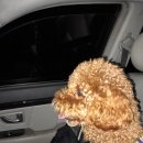 동물택시 | ### 🐶 반려동물 택시 후기 — 검단 ➜ 강서구