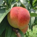 경봉마트 | 요셉이네 복숭아 경봉복숭아 딱복 택배 맛집 내돈내산 솔직후기