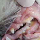 문정탑동물병원 이미지