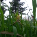 둔내약국 이미지