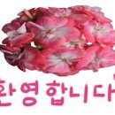 봄아랑