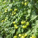 토토농장 이미지