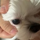 분당동물병원 | 강아지 안과전문병원 분당밝은아이동물병원 후기