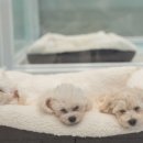 강아지 마을 이미지