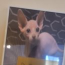 순복이네 스핑크스 이미지