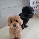 서른살나의펫 이미지