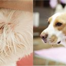 블루동물병원 이미지