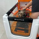 펫 챔 | [관평동 바디펫] 분리불안 강아지, 바디펫에서 수중 트레드밀로 슬개골 탈골 재활 운동하기