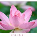 백련 이미지