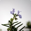 로즈마리 이미지