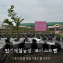 용인농장 | 아이랑 하루종일 놀기 좋은 곳, 용인 포레스트벨 딸기체험농장 후기