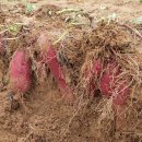 광성농장-2 이미지