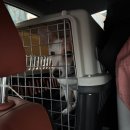 보행자전용도로 3-395 | 가평 아워포레스트 . 반려견캠핑장 2박3일 솔직후기 . 애견운동장 . 아워텐트1