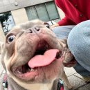 멍그니엘 | 시흥애견호텔 개별룸애견호텔 멍그니엘 두 마리 맡긴 후기