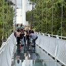 상판소나무숲 이미지