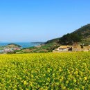 청산도봄 이미지