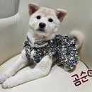 곰순이