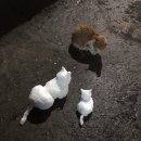 나만고양이없어 이미지