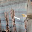 곶감농원수퍼 이미지