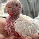 브리더스 퀄리티 이미지