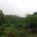 인암농원 Daum카페