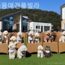 체리몽애견풀빌라
