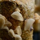 청봉 농장 이미지