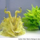 문어다리여덟개 이미지