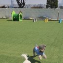 털로 덮인 친구들 네이버블로그