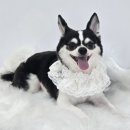 몽슈 펫그루밍샵 | 대구 애견미용 [비비펫그루밍] 가위컷미용 목욕 추천후기