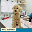 가나동물병원 | 안양 강아지 잠복고환 과잉진료 없는 김준 동물병원 중성화수술 후기