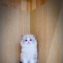 도로시캐터리 이미지