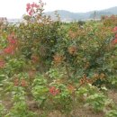 인주농장 이미지