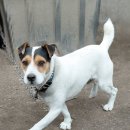 파슨러셀테리어 "굿보이" 이미지