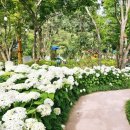 산돌어린이도서관 | 월아산 숲속의 진주 수국 축제 개화 상태 25년 월아산 수국 정원 축제 진주 가볼 만한 곳