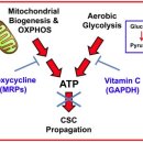 Re:Re:Doxycycline Vitamin C Anti Cancer Synergy 이미지