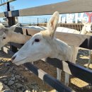 장수사슴목장 이미지