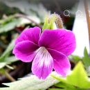 홍학제비꽃 왜성루엘리아 야래향 이미지