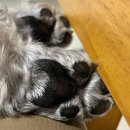 도매소미 | 2508-1 | 일주일은 넘 짤버요