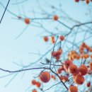 봉두농장 이미지