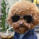 더편한동물병원 이미지