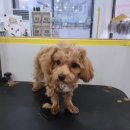 허그멍뭉이# 이미지