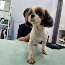 리베동물메디컬센터 이미지